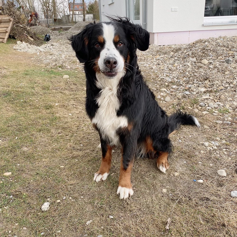 Hundetreffen-Suche Spielkameraden für meinen Hund Teddy-Profilbild