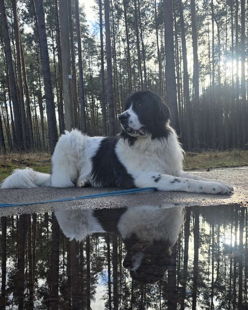 Hundetreffen-Social Walk und/oder Spieltreffen-Profilbild