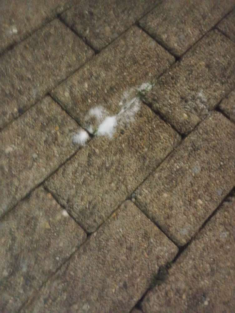 Giftköder-Eventuell Unkrautgift, auf dem Gehsteig!-Profilbild