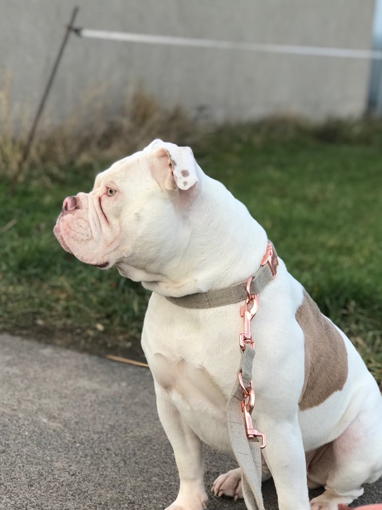 Hundetreffen-Bulldoggen, Bullys und co. Spiel- und Gassirunde-Profilbild