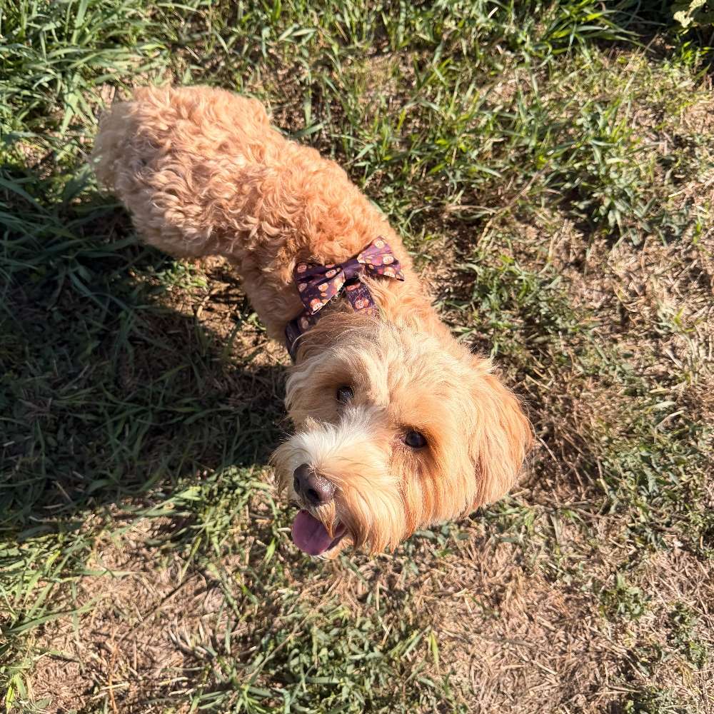 Hundetreffen-Hundetreffen Wien-Profilbild