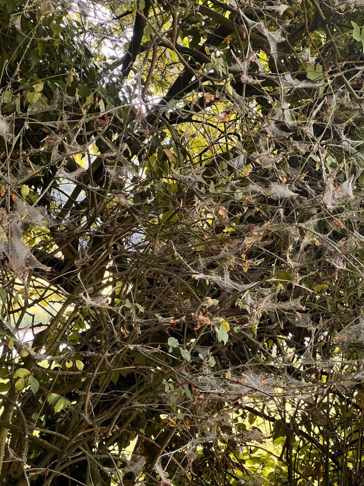 Giftköder-Achtung : Eichenprozessspinner-Profilbild