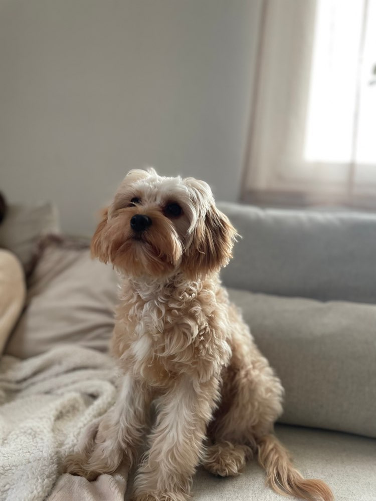 Hundetreffen-Junghunde sucht Freunde-Profilbild