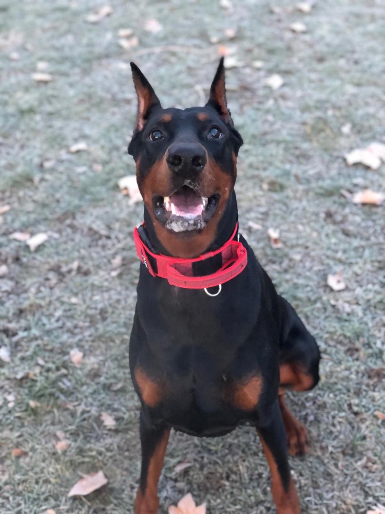 Hundetreffen-Doberman Hunde-Profilbild