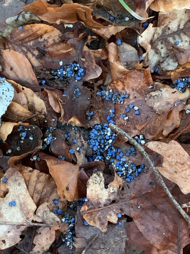 Giftköder-Evtl. Blaukorn-Profilbild