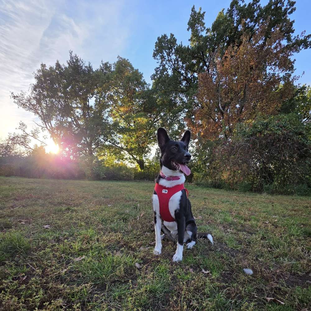 Hundetreffen-🐾❤️ FELLFREUNDE GESUCHT FÜR CARA ❤️🐾-Profilbild