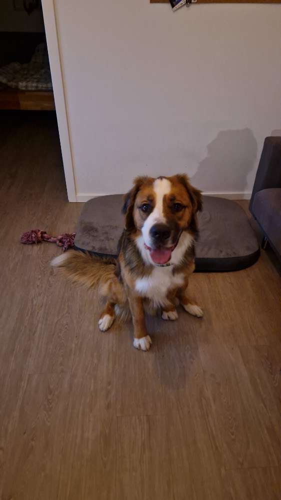 Hundetreffen-2 Jahre alter Bernadiner sucht Begleitung-Profilbild