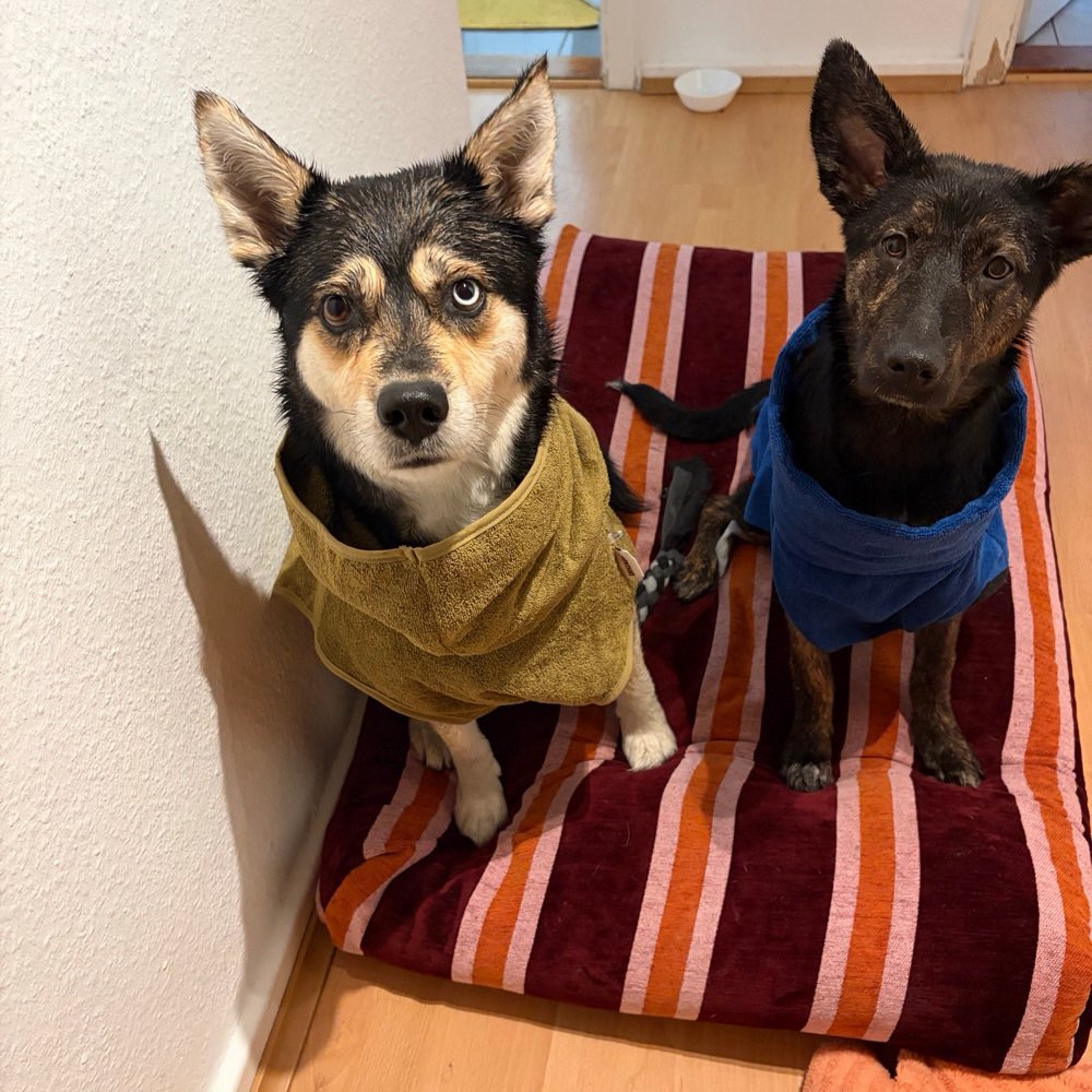 Hundetreffen-Social walks/Spielefreunde-Profilbild