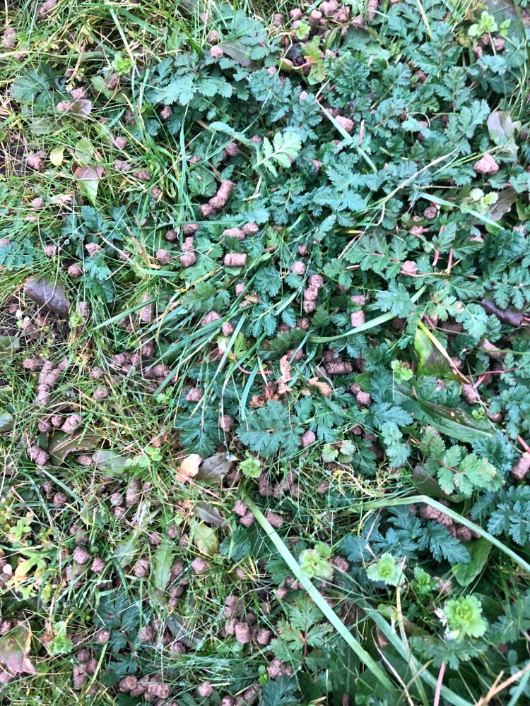 Giftköder-Evtl. Giftköder-Profilbild