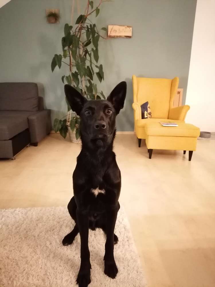 Hundetreffen-Gassi & Spieltreffen Mainaschaff und Umgebung-Profilbild