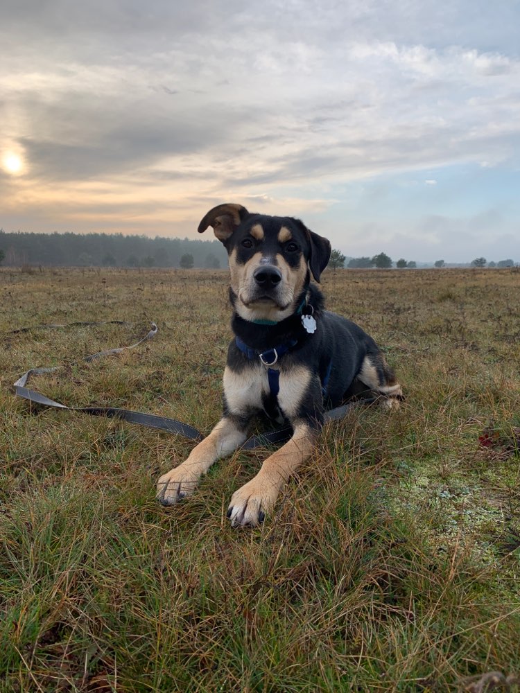 Hundetreffen-Spielrunde-Profilbild