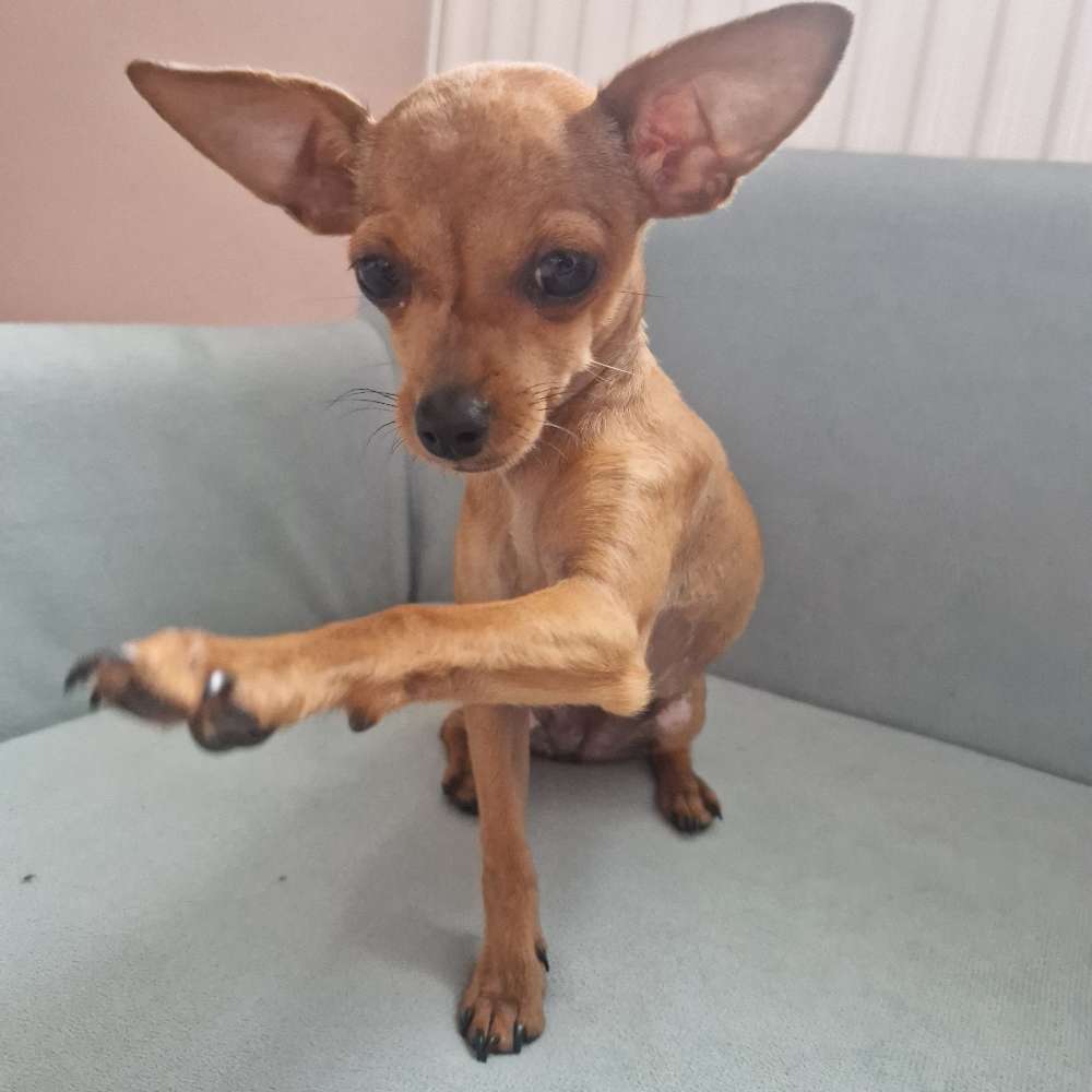 Hundetreffen-MG Rheydt und Umgebung Spieltreffen/gemeinsame Spaziergänge-Profilbild