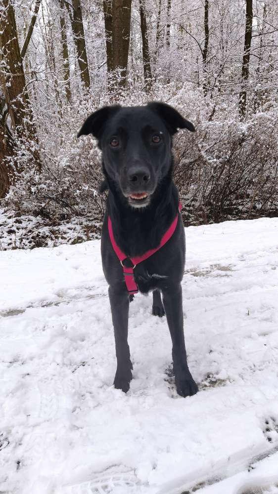 Hundetreffen-Spaziergang nach Vereinbarung-Profilbild