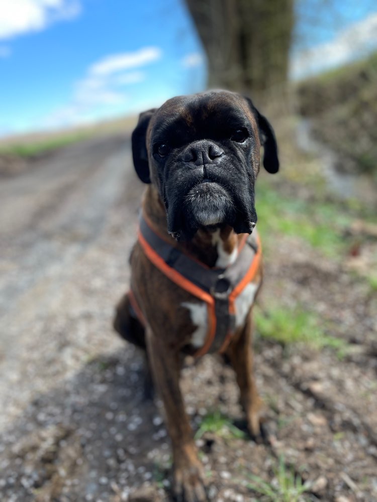 Hundetreffen-Spielrunde-Profilbild