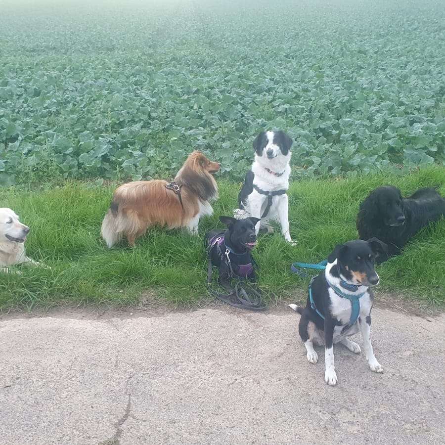 Hundetreffen-Spiel und Spaß in der Reithalle zugunsten des Tierschutzes-Profilbild