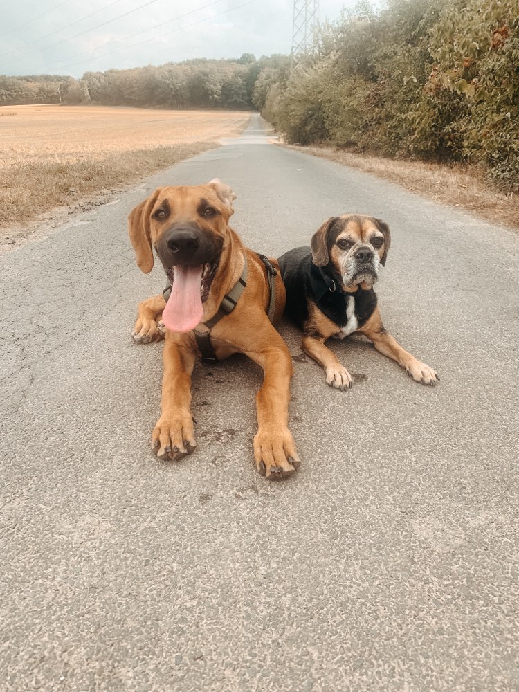 Hundetreffen-Spazieren & Spielen-Profilbild