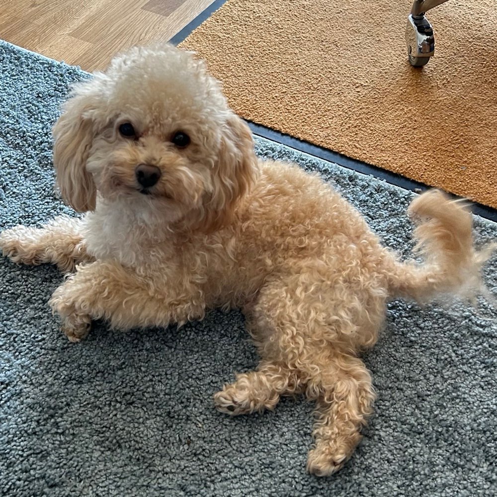 Hundetreffen-Gemeinsame Gassirunden-Profilbild