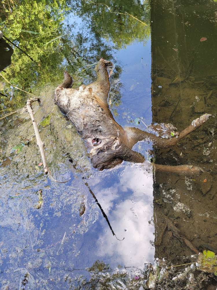 Giftköder-Kadaver im/ am Wasser  Rehkitz-Profilbild