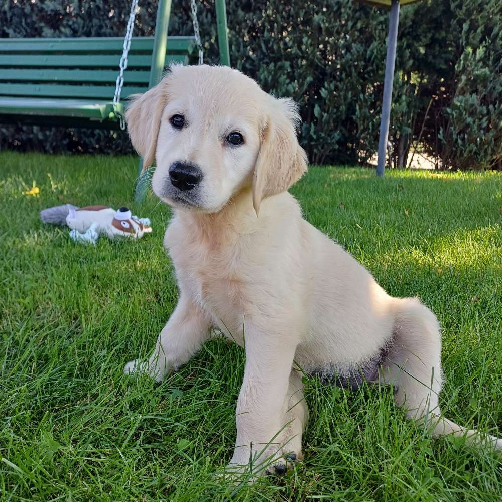 Hundetreffen-Hunderunde-Profilbild