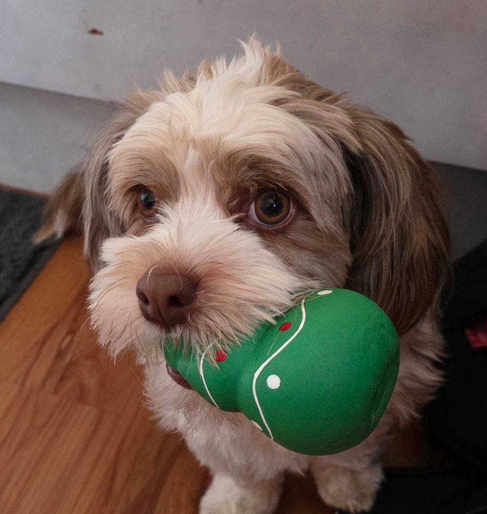 Hundetreffen-Spielen und Gassi gehen-Profilbild