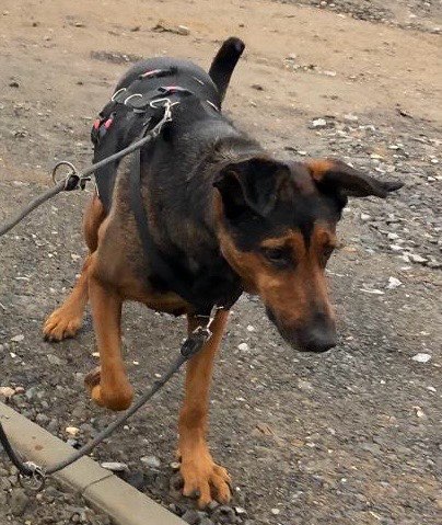 Giftköder-Hund tötet Katze-Profilbild