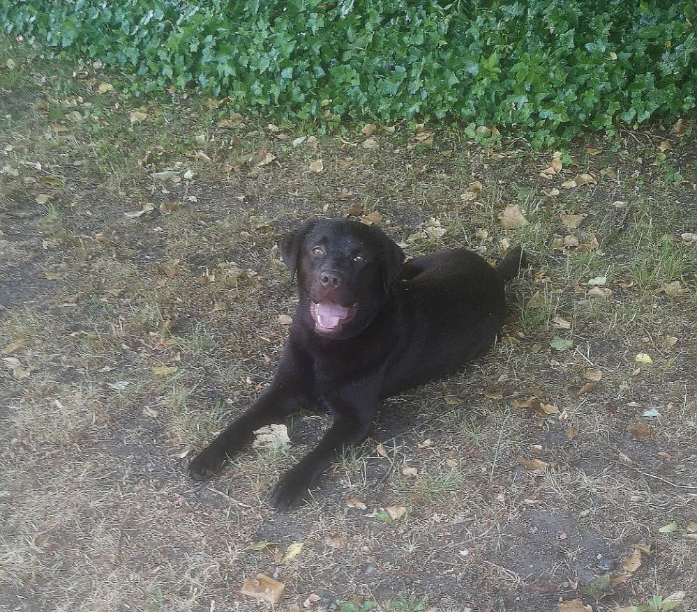 Hundetreffen-Toben und Trainieren im Sachsenwald-Profilbild