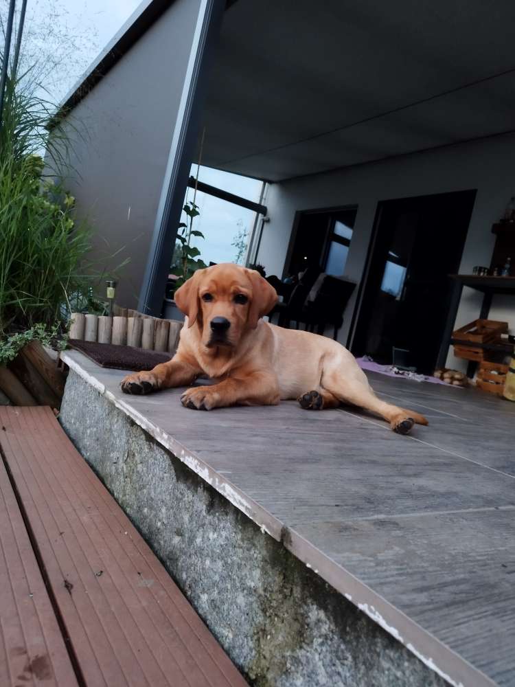 Hundetreffen-Spazieren und spielen-Profilbild