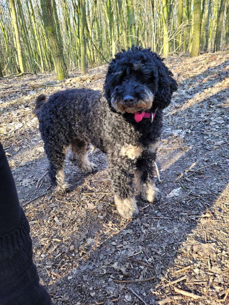 Hundetreffen-Ich suche Gassikumpel für mein 3 jähriges Kleinpudel Mädchen-Profilbild