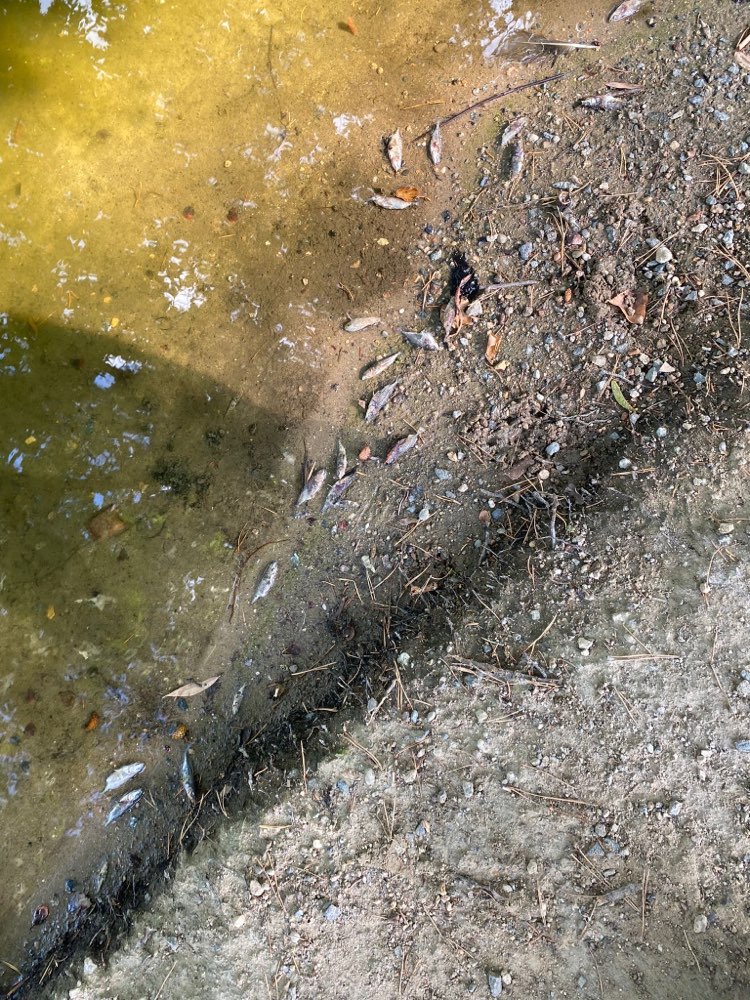Giftköder-Wasser im Weiher gekippt-Profilbild