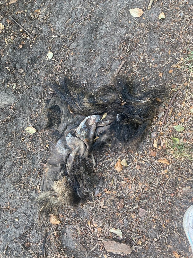 Giftköder-Wildschweinfell mitten auf dem Weg-Profilbild