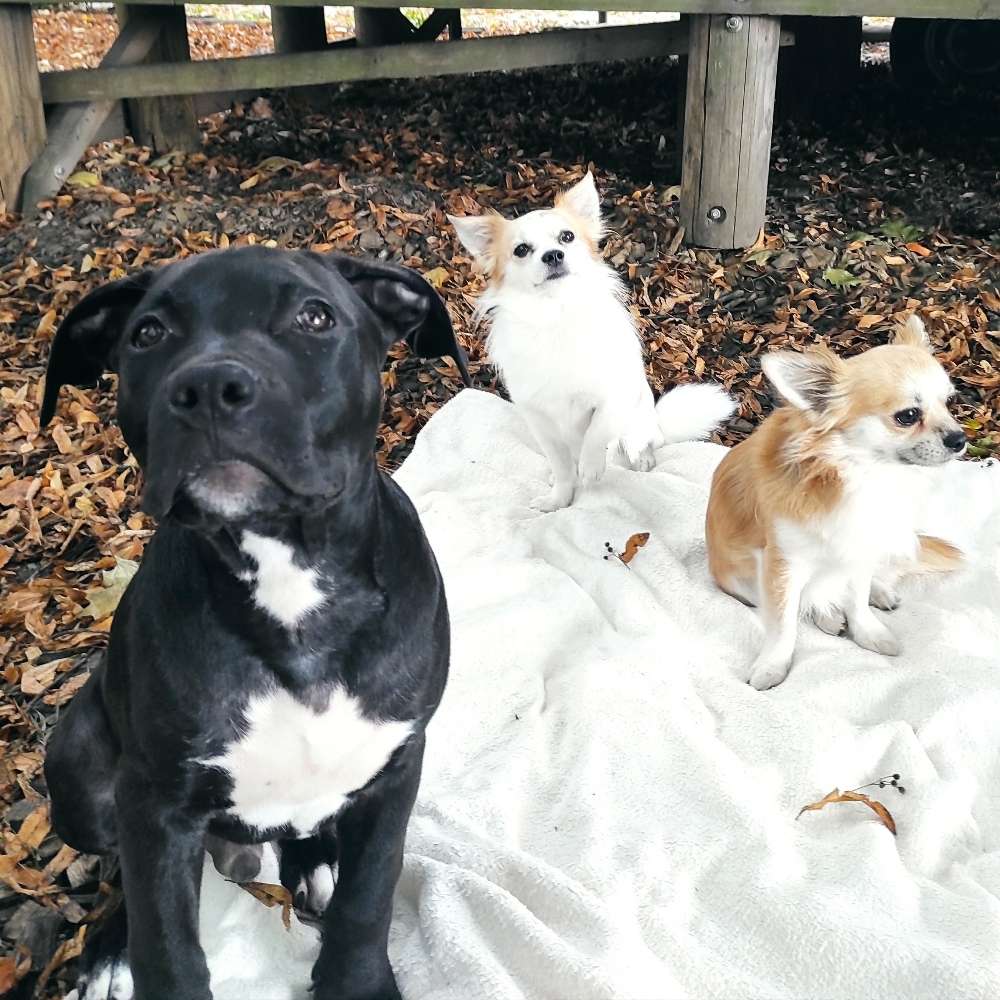 Hundetreffen-Würden uns freuen-Profilbild