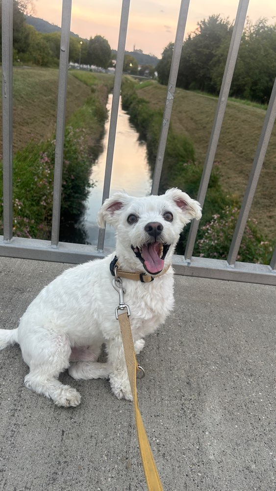 Hundetreffen-Spielkamerad in Weinheim gesucht :)-Profilbild