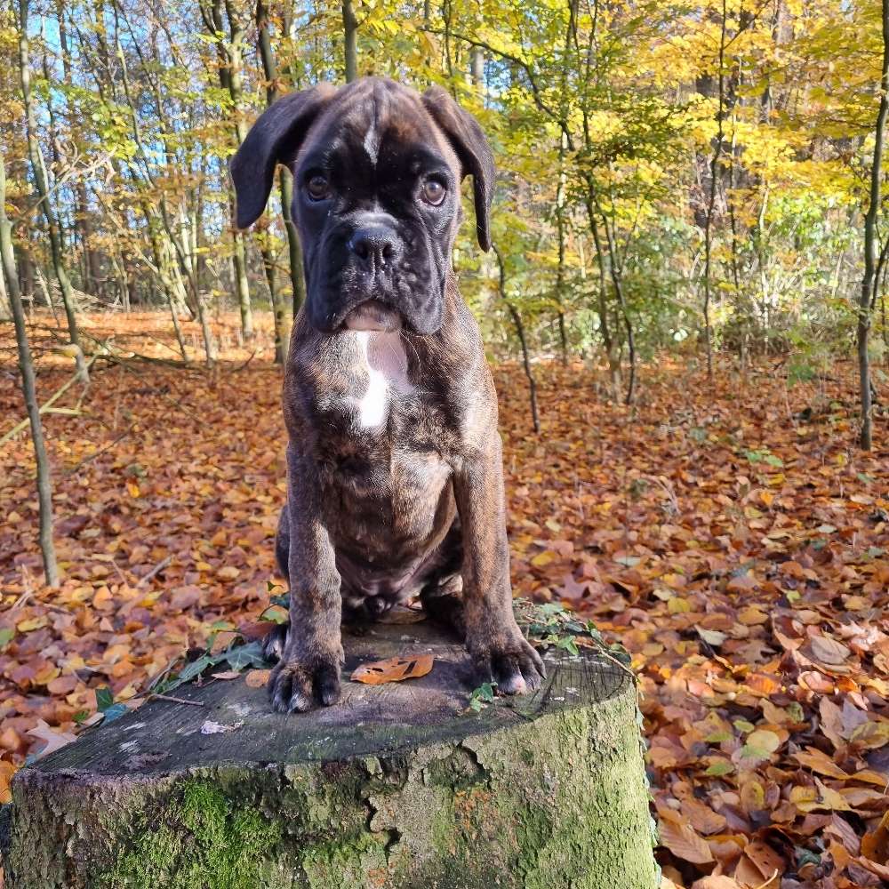 Hundetreffen-Welpenspiel-Profilbild