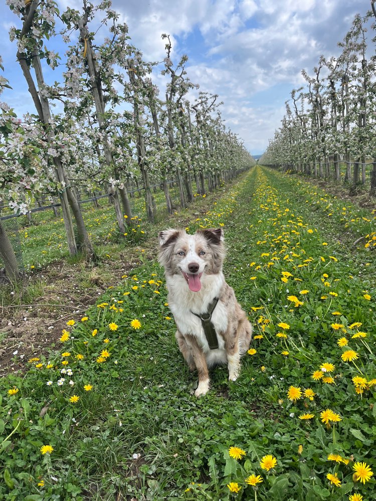 Hundetreffen-Spielerunde/ Gassi gehen-Profilbild