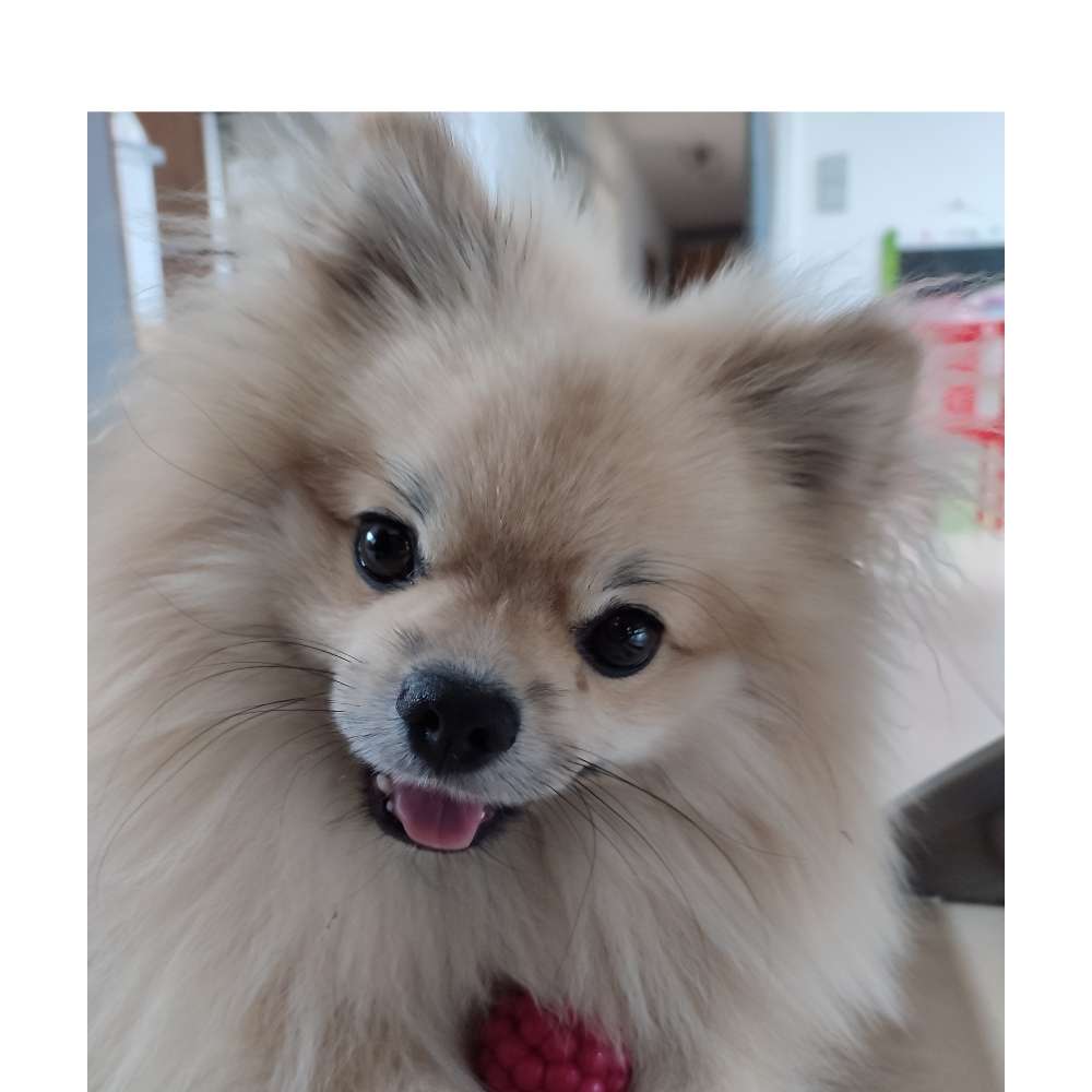 Hundetreffen-Gassirunden und spielen-Profilbild