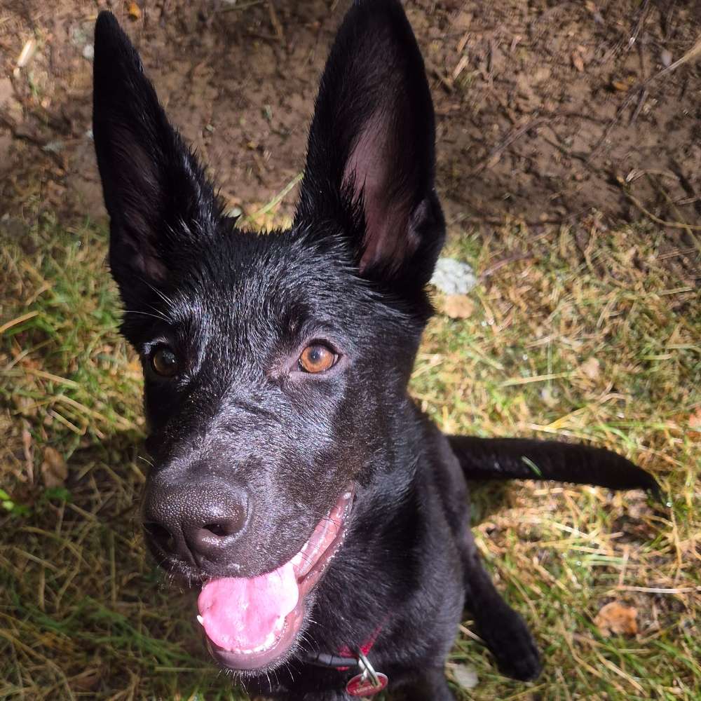 Hundetreffen-Spaziergang und Training-Profilbild