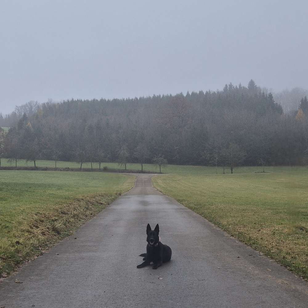 Hundetreffen-Spaziergang und Training-Profilbild