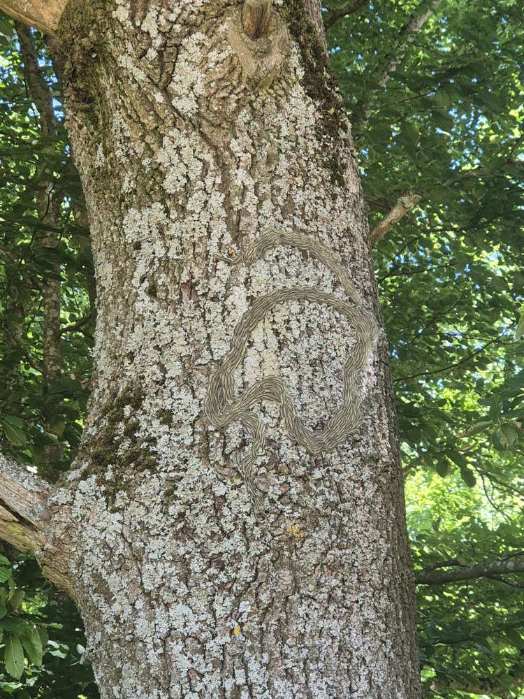 Giftköder-Eichen-Prozessionsspinner-Profilbild