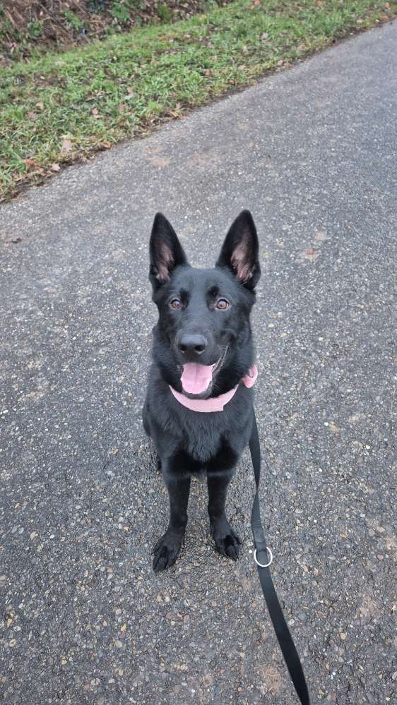 Hundetreffen-Social-Walk Gruppe-Profilbild