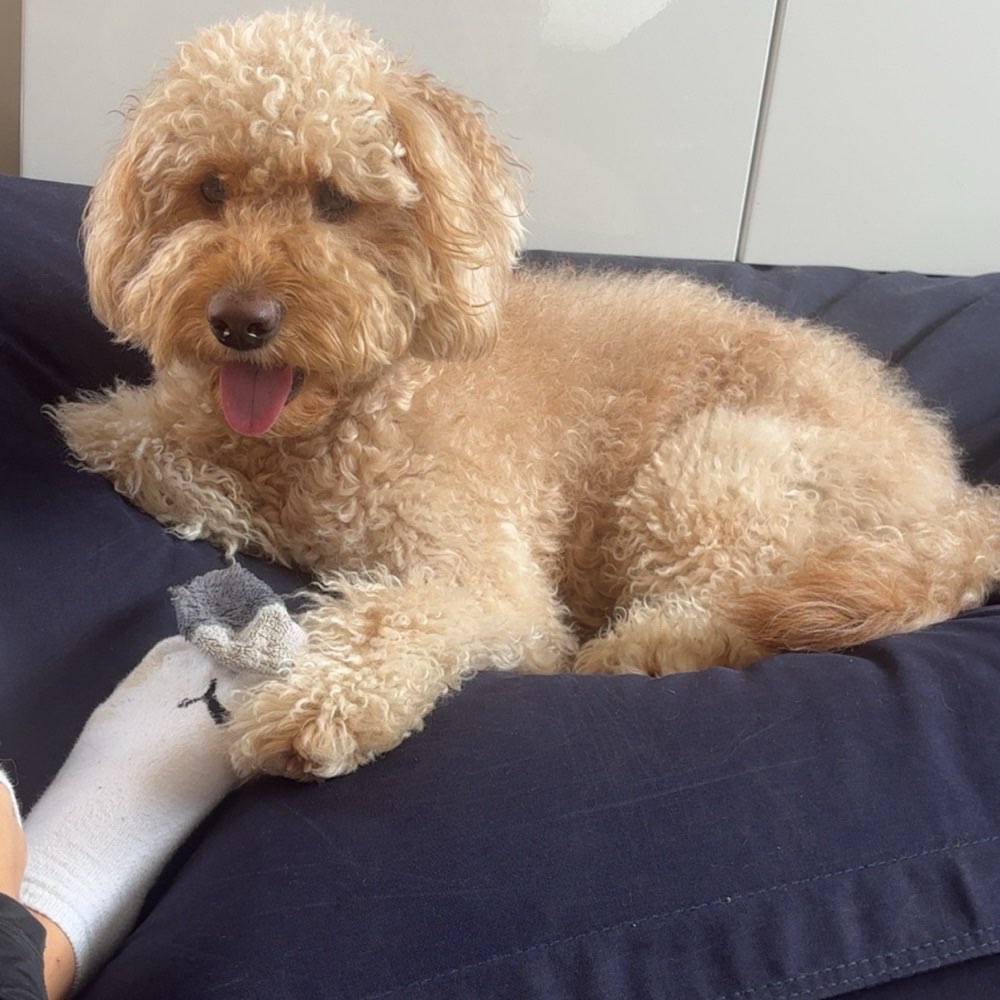 Hundetreffen-Hundebegegnungen / Social Walk-Profilbild