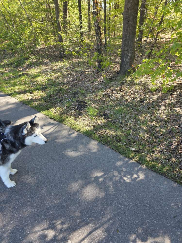 Giftköder-Tierkadavar-Profilbild