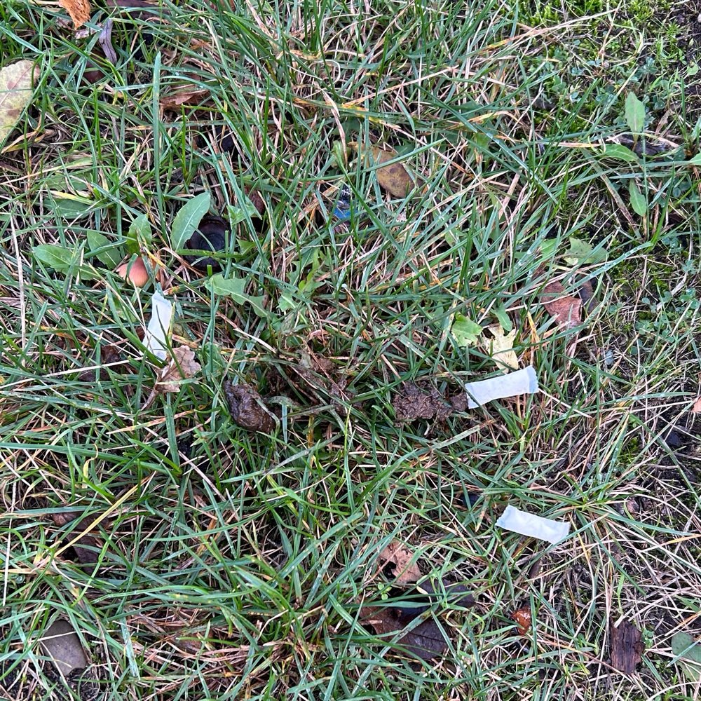 Giftköder-Kautabak "Snus"-Profilbild