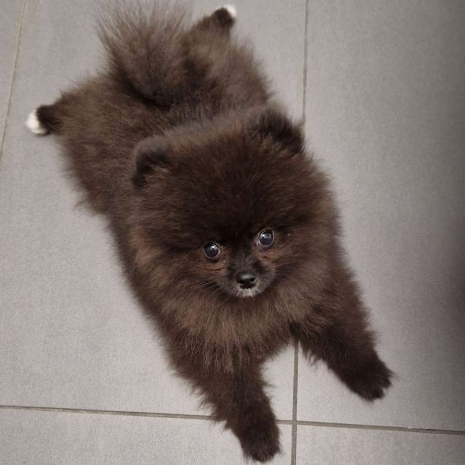 Hundetreffen-Spielrunden + Gassi gehen-Profilbild