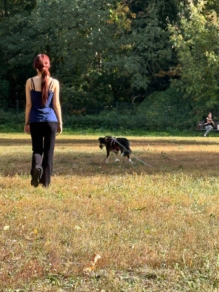 Hundetreffen-Gassi-Partner und Spielfreunde gesucht-Profilbild
