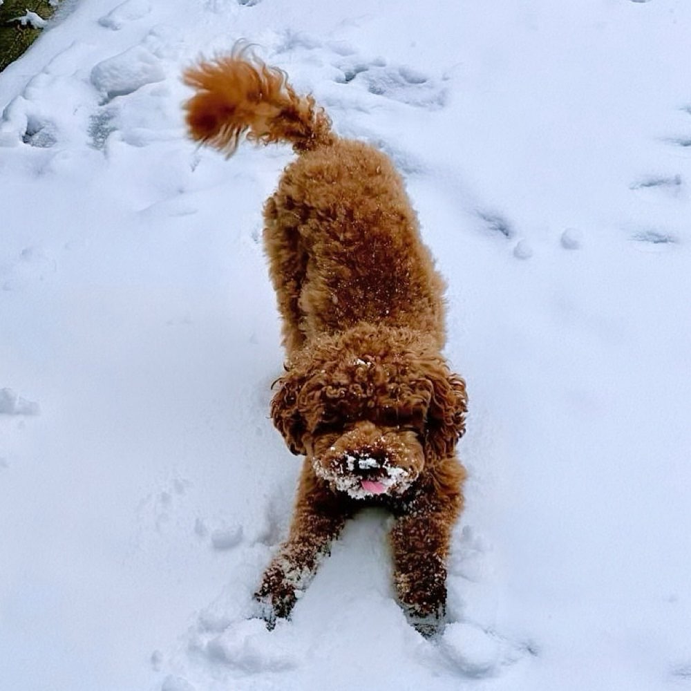 Hundetreffen-Kleine Hunde in Jena Ost-Profilbild
