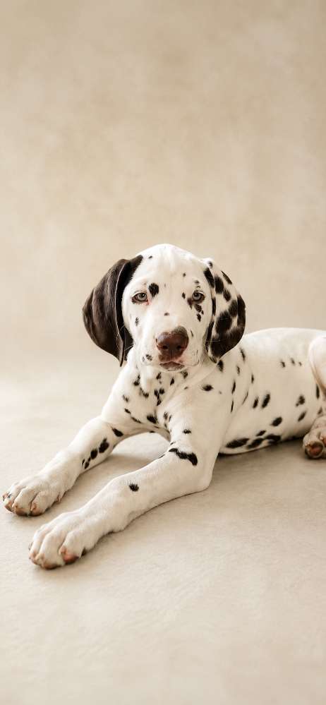Hundetreffen-Welpen / Junghundetreff-Profilbild
