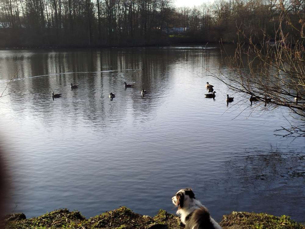 Hundetreffen-Hundefreunde treffen:)-Profilbild