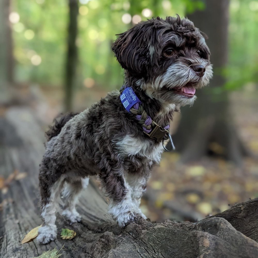 Hundetreffen-Bolonka WhatsApp-Gruppe-Profilbild
