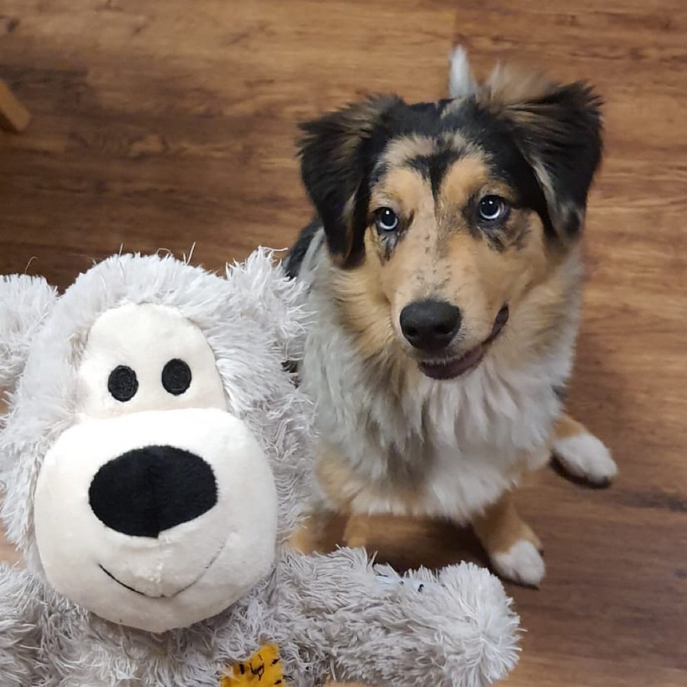 Hundetreffen-Junghunde Treffen zum Spielen und Lernen-Profilbild