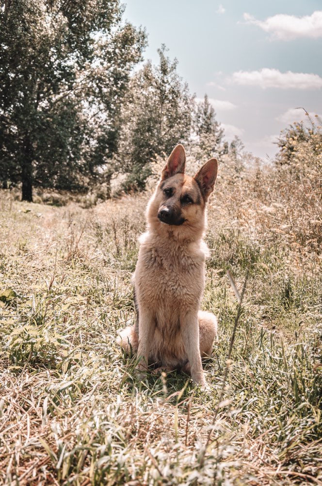 Hundetreffen-Gassikumpels/ Soziale Kontakte-Profilbild